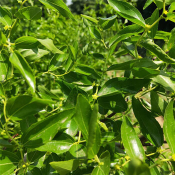 0.8公分磨盤棗樹苗見效快的樹苗/棗樹苗適應性強