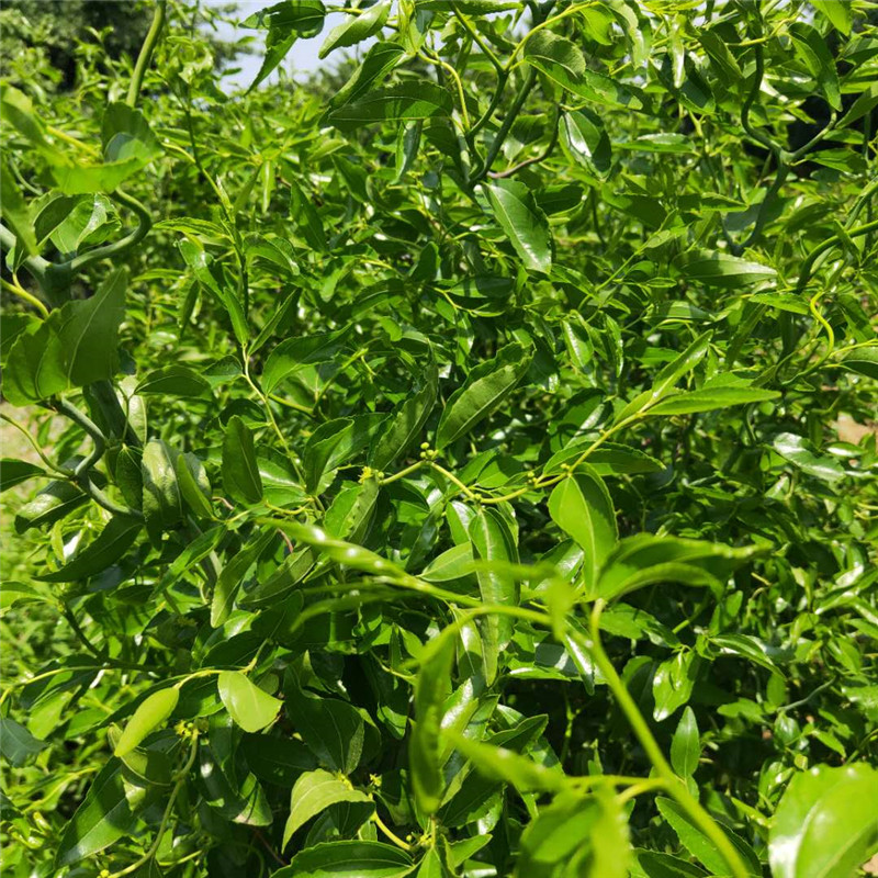 鄂州早酥脆棗樹苗前景好的樹苗茶壺棗樹苗批發(fā)