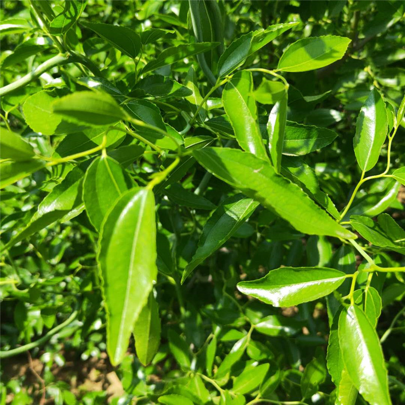 推薦大王棗樹苗信息  伏脆蜜棗樹苗現(xiàn)挖現(xiàn)賣