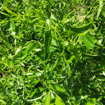 營口金絲棗樹苗規(guī)格廠家早脆王棗樹苗批發(fā)