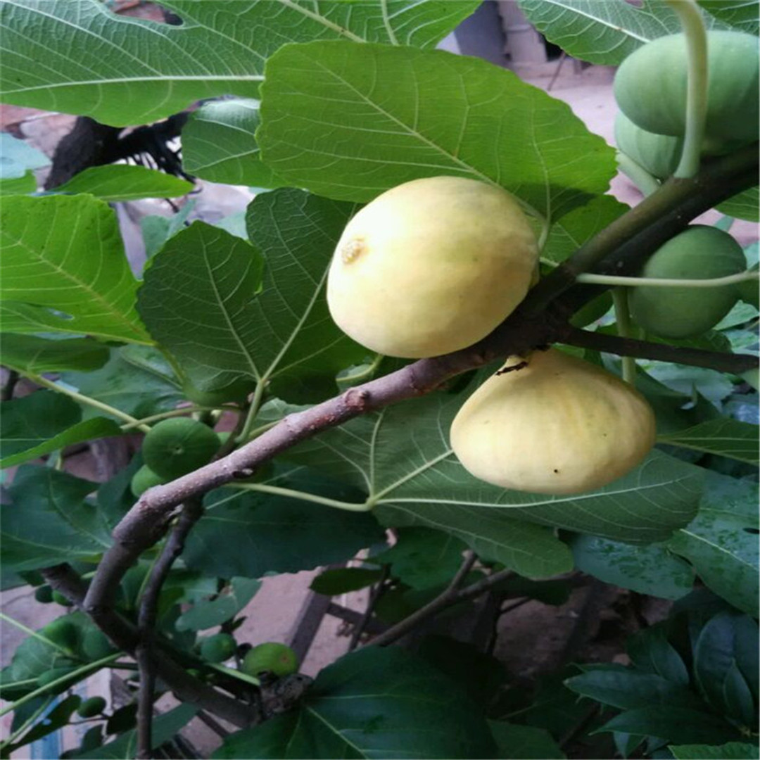 出售金傲芬無花果樹苗，大量預(yù)定