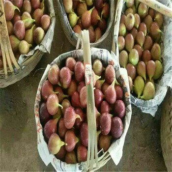 阿克蘇中農(nóng)寒優(yōu)無花果苗布蘭瑞克無花果苗批發(fā)