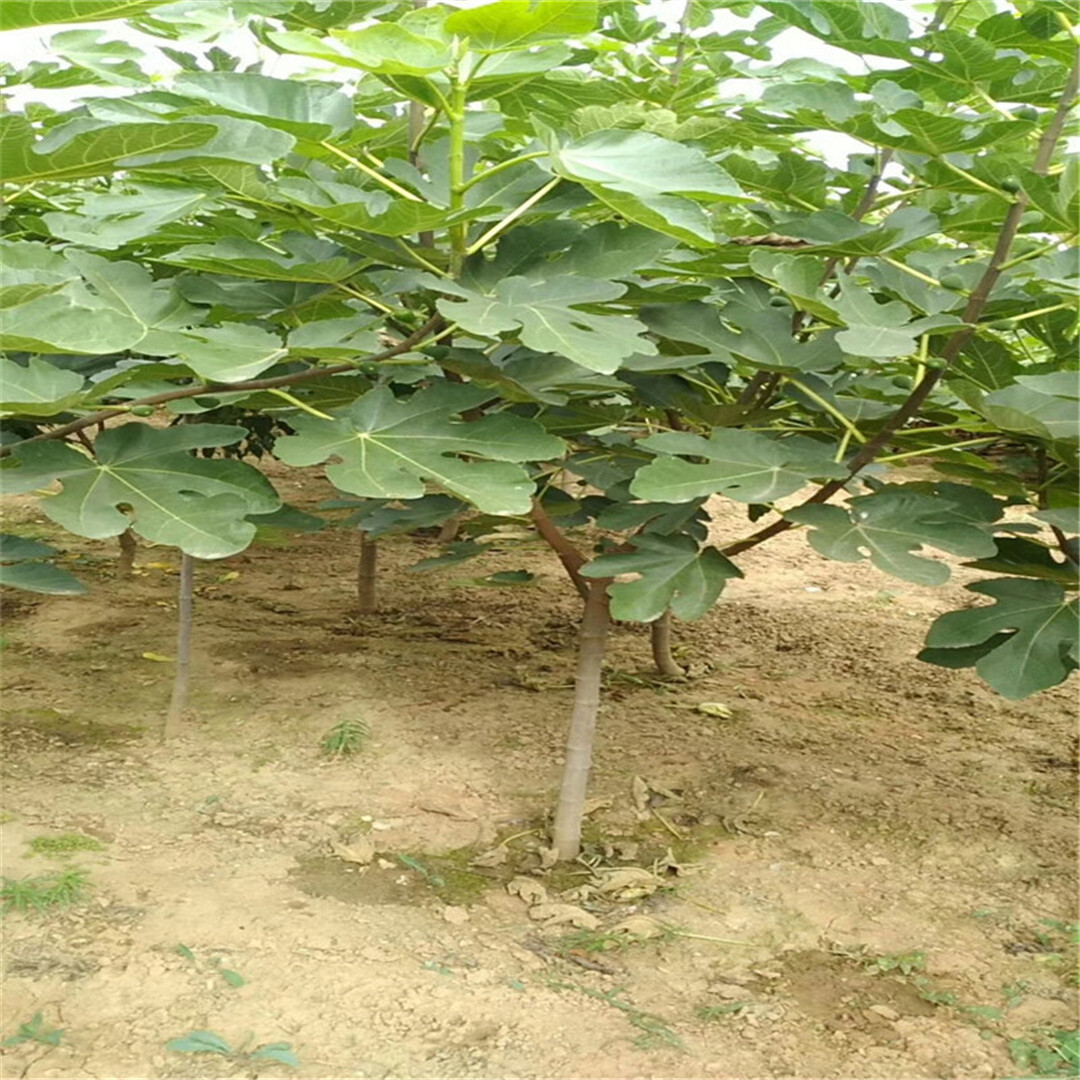 1公分波姬红无花果树苗种植介绍/无花果苗示范基地