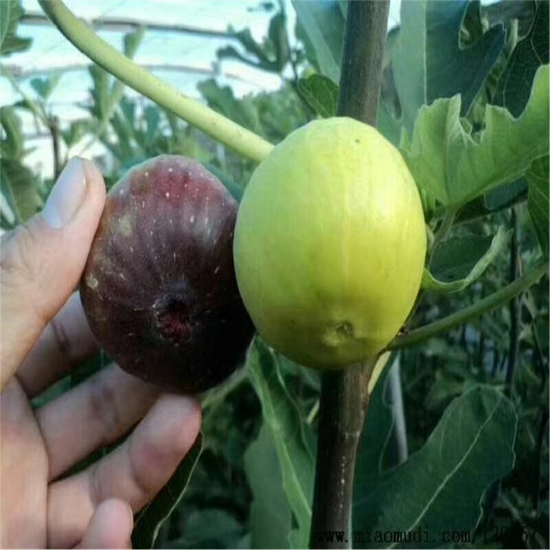 1公分青皮無花果樹苗剪修技術(shù)/無花果苗批發(fā)基地