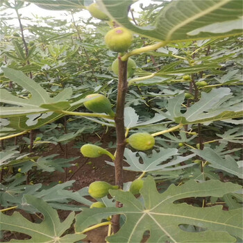 焦作波姬紅無花果樹苗成活率高布蘭瑞克無花果樹苗出售