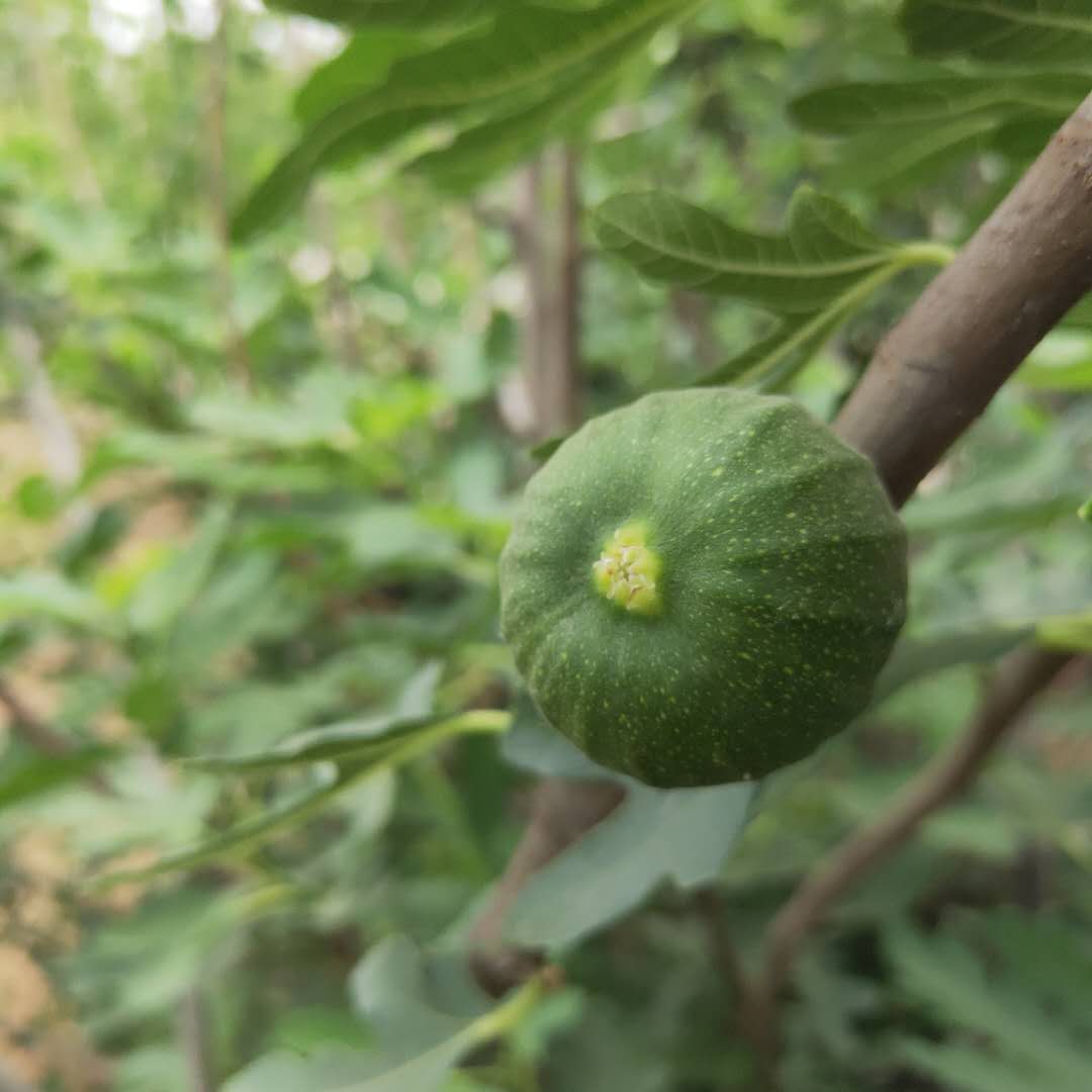 美利亚无花果树苗免费提供种植管理。无花果苗管理技术