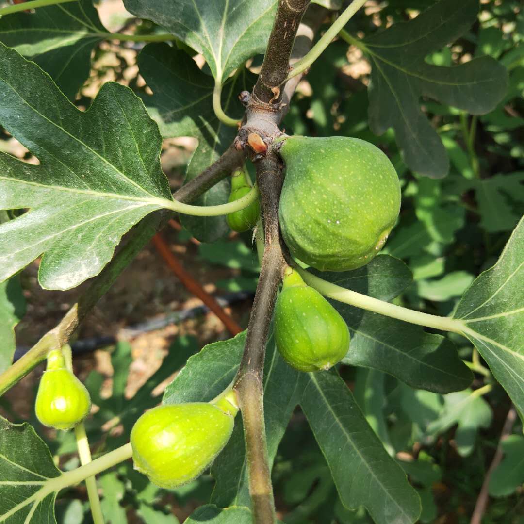 青皮无花果树苗种植技术。无花果苗管理技术