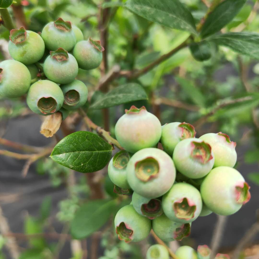 北高叢藍莓苗結(jié)果現(xiàn)狀，藍莓苗基地歡迎你