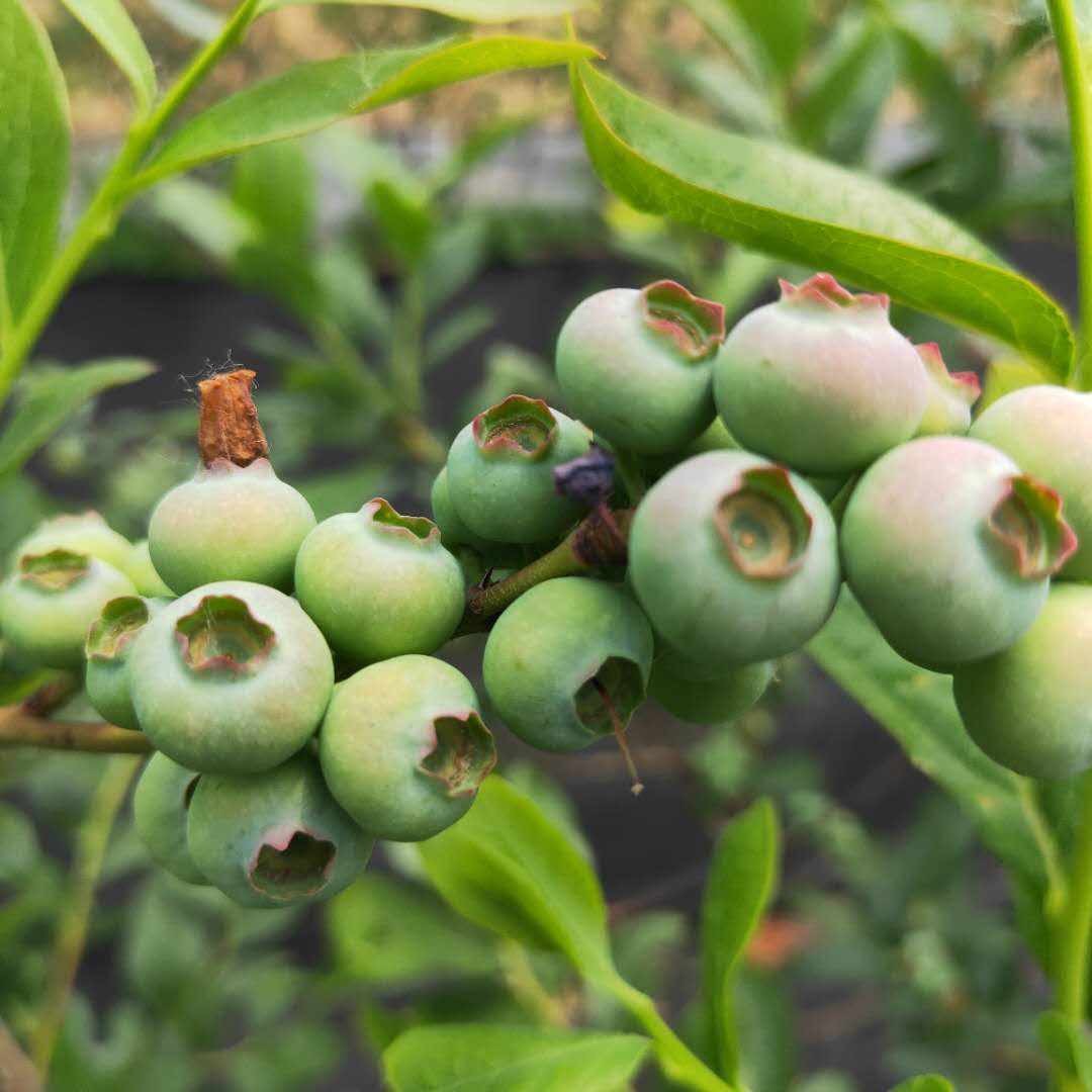 藍豐藍莓苗種植高產(chǎn)技術。鑫奧農(nóng)業(yè)歡迎你