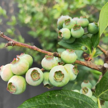 杜克蓝莓苗种植方法，蓝莓苗基地欢迎你