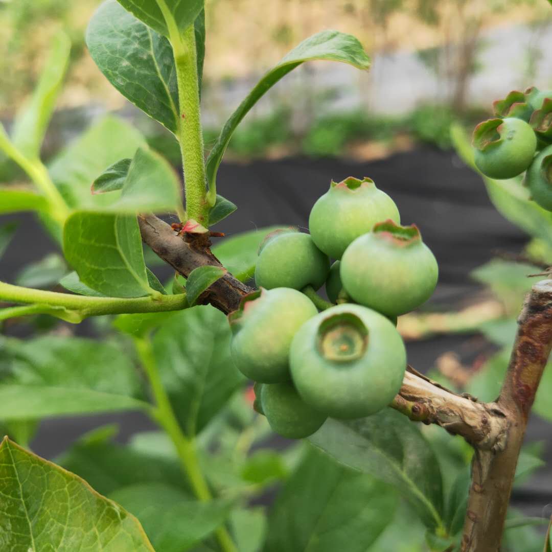 莱格西蓝莓苗品种，蓝莓苗基地欢迎你