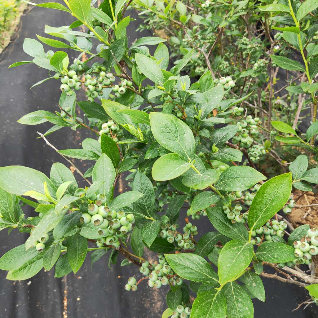 3年兔眼蓝莓苗基地批发  薄雾蓝莓苗批发基地