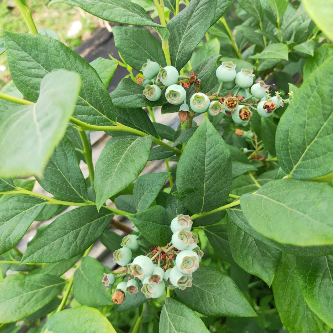 蓝莓苗价格、莱格西蓝莓苗管理方法