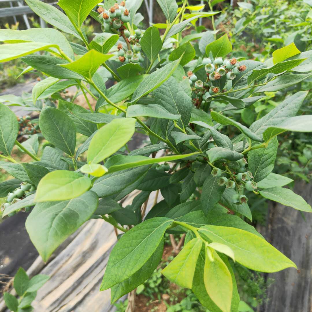 北高叢藍莓苗結(jié)果現(xiàn)狀，藍莓苗基地歡迎你
