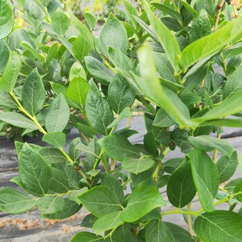 3年伊麗莎白藍莓苗基地批發(fā)北空藍莓苗成活率高