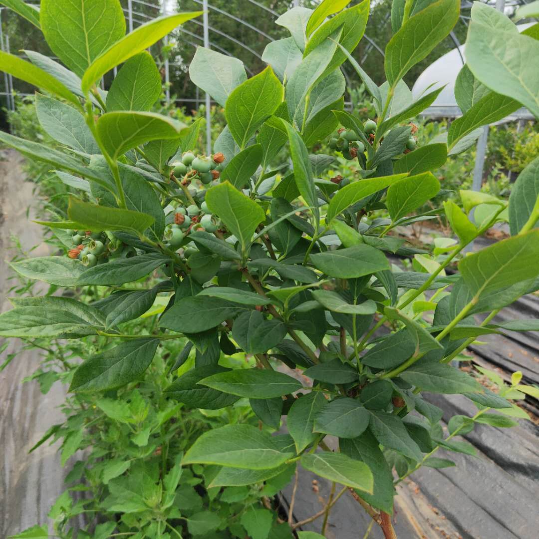 日照北空藍(lán)莓苗銷售北空藍(lán)莓苗推薦