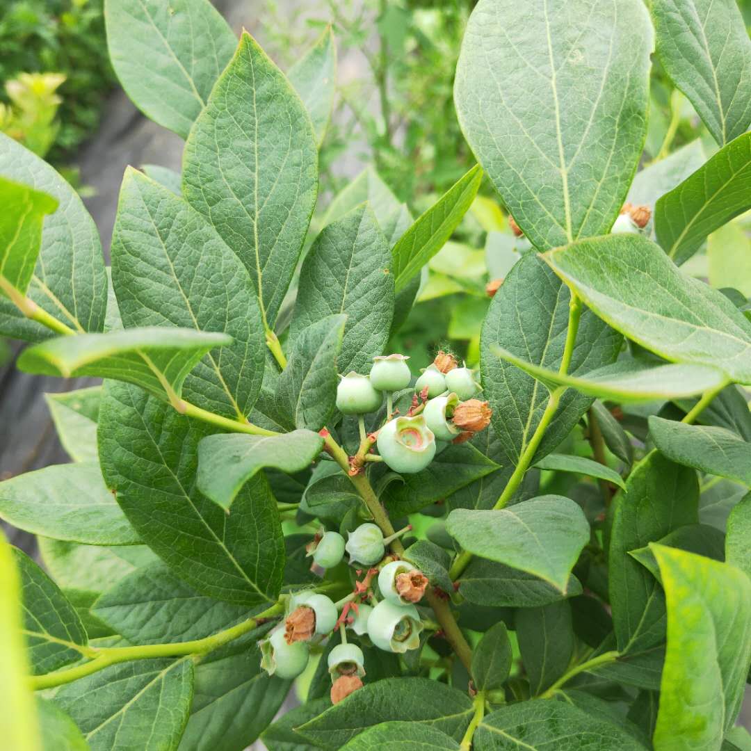 3年兔眼蓝莓苗基地批发  蓝金蓝莓苗几年挂果