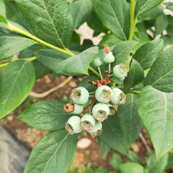 高丛蓝莓苗大量预定。鑫奥农业欢迎你