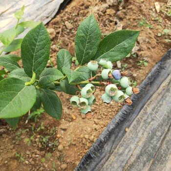 南高叢藍莓苗種植株距行距，藍莓苗基地歡迎你
