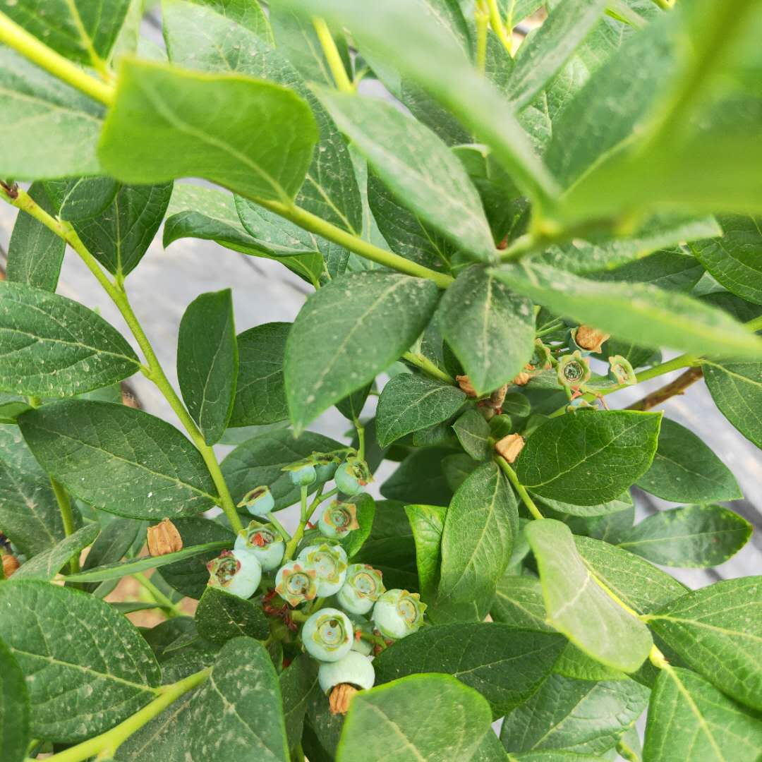 藍(lán)莓苗價(jià)格、艾文藍(lán)藍(lán)莓苗種植方法