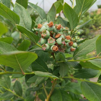 布里吉塔蓝莓苗规划管理/蓝莓苗提前预定