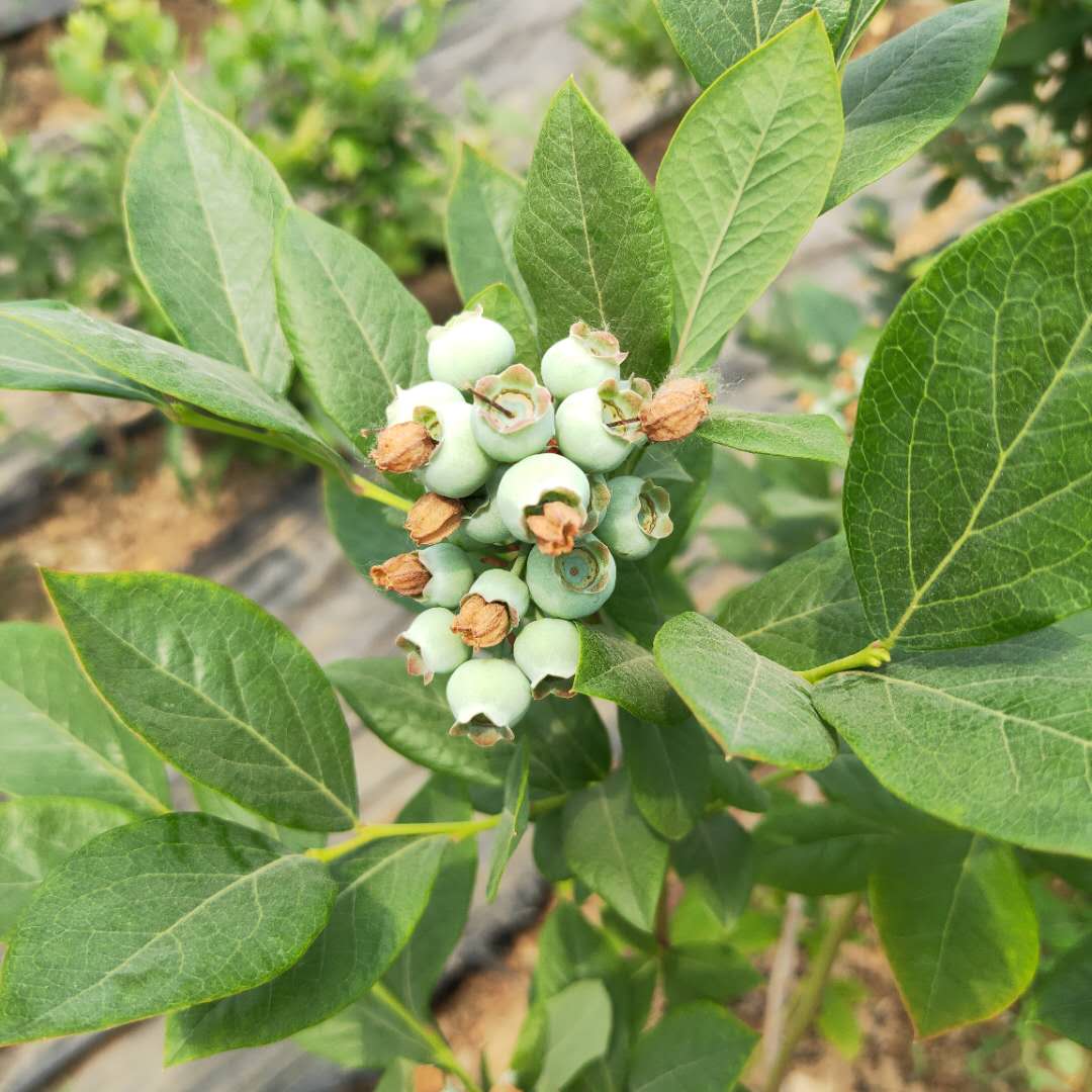 达州高丛蓝莓苗大量预定莱格西蓝莓苗推荐