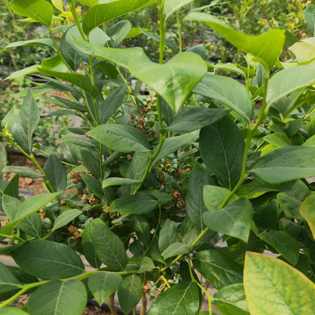 晚蓝蓝莓苗形态特征/蓝莓苗信息咨询