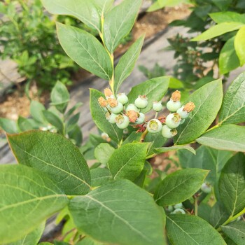 3年晚蓝蓝莓苗基地批发迪克西蓝莓苗