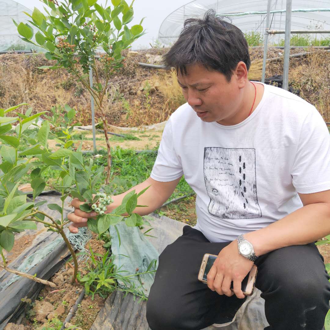 納爾遜藍莓苗基地現挖現賣(mài)，藍莓苗基地歡迎你