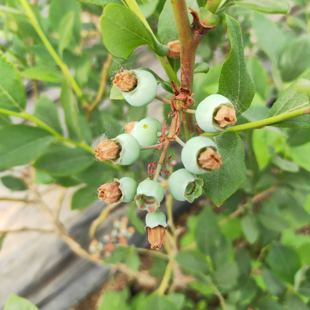 兔眼藍(lán)莓苗免費(fèi)提供種植管理，藍(lán)莓苗基地歡迎你