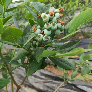 3年兔眼蓝莓苗基地批发蓝金蓝莓苗几年挂果