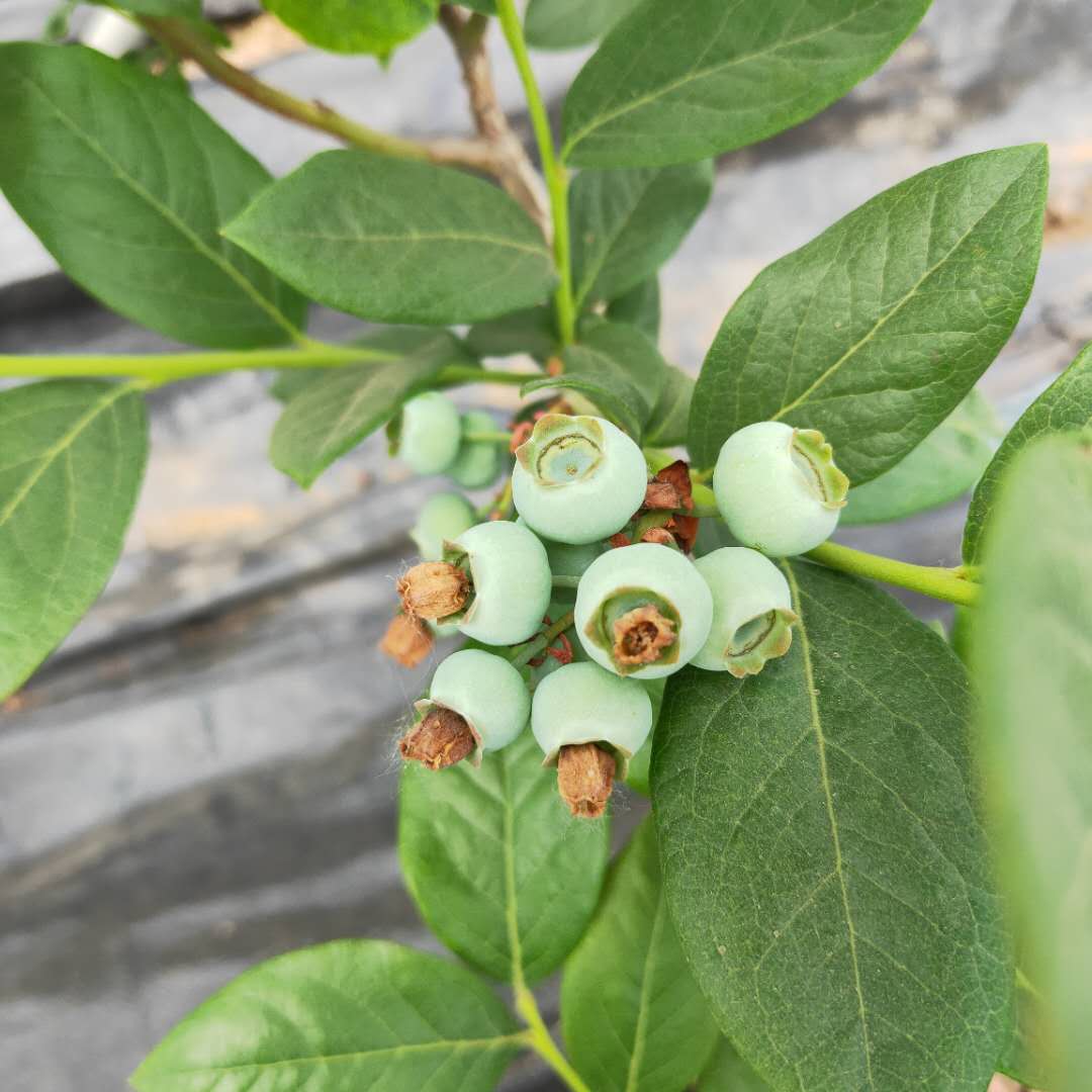 布莱登蓝莓苗剪修介绍，蓝莓苗基地欢迎你