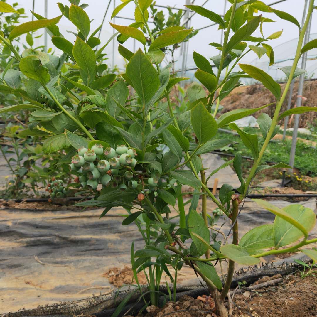 南郝藍莓苗鑫奧種植基地，藍莓苗基地歡迎你