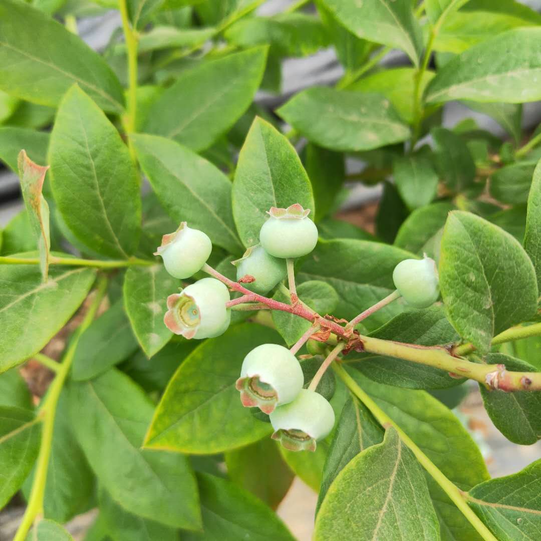 薄雾蓝莓苗栽培介绍，蓝莓苗基地欢迎你