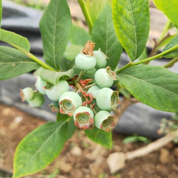 布莱登蓝莓苗批发价格，蓝莓苗基地欢迎你