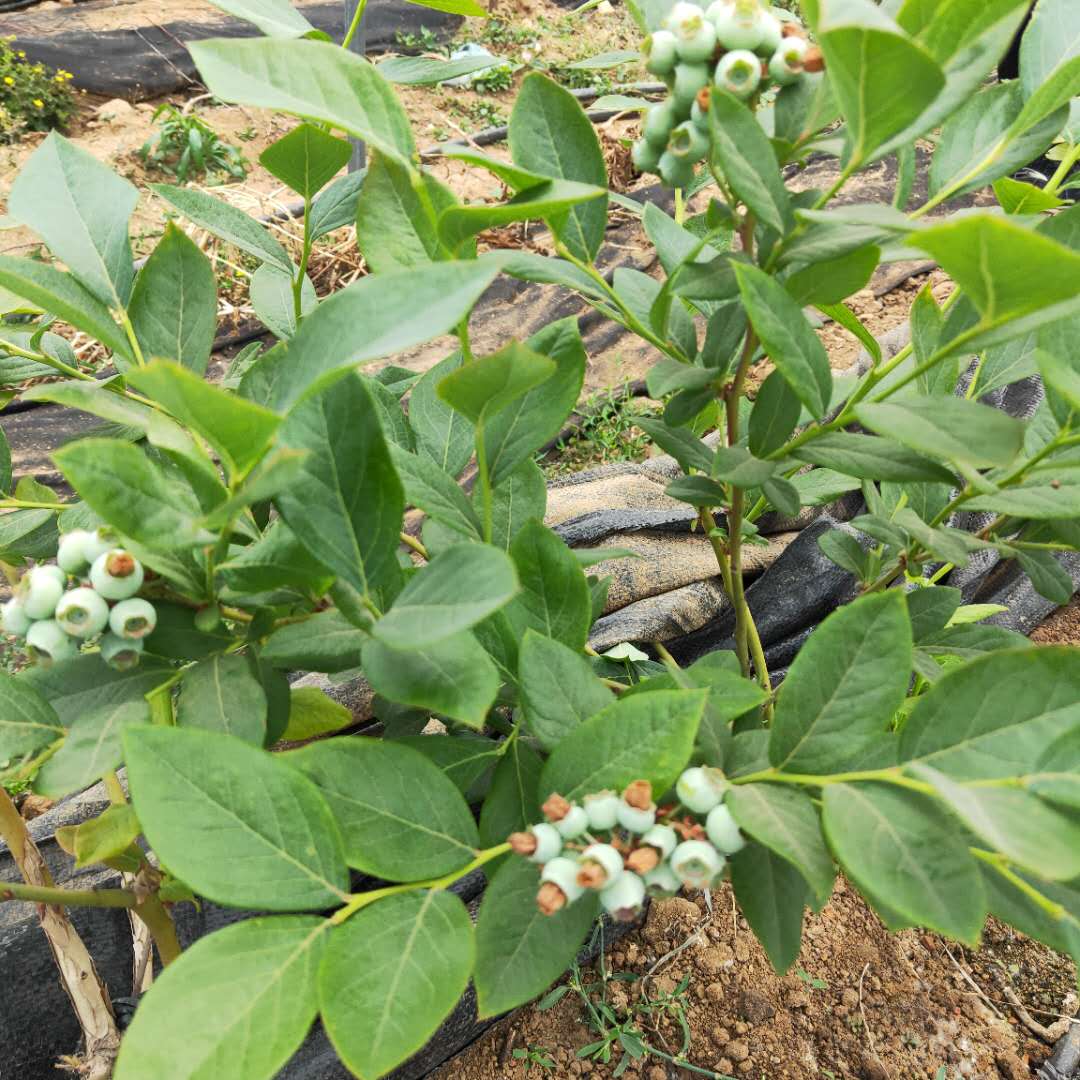 蓝莓苗价格、莱格西蓝莓苗管理方法