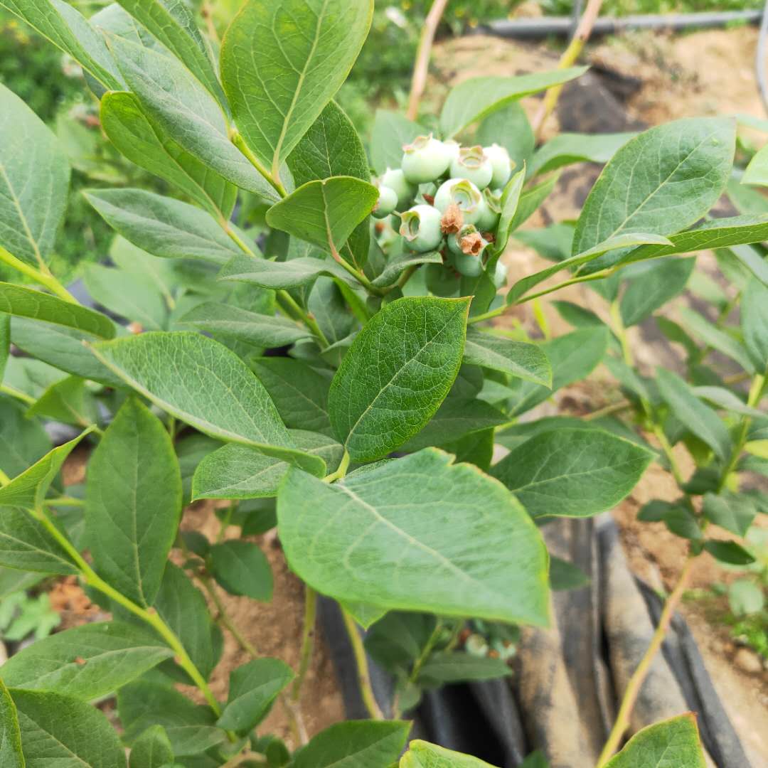 杜克蓝莓苗种植方法，蓝莓苗基地欢迎你