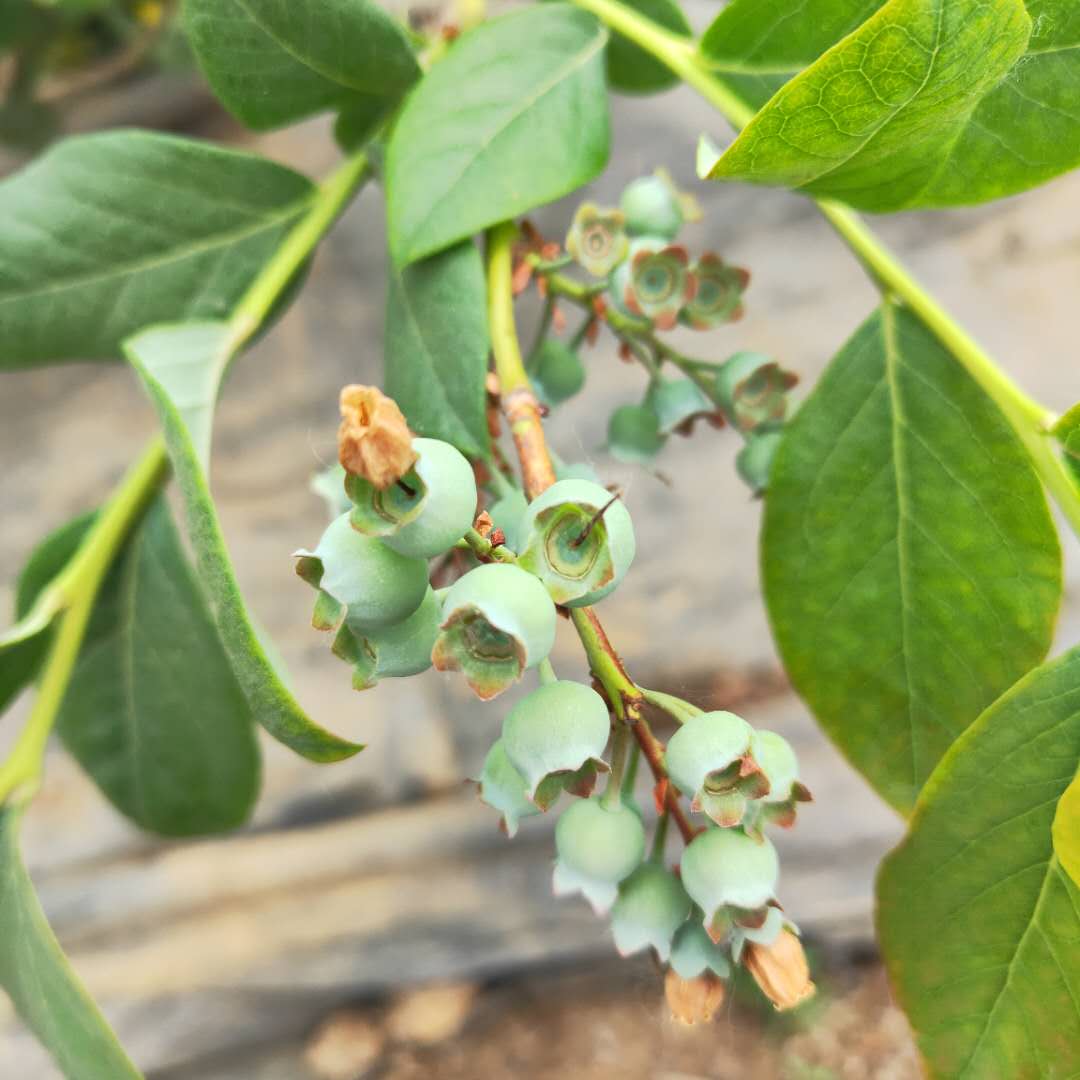 夏普蓝莓苗生产基地。鑫奥农业欢迎你