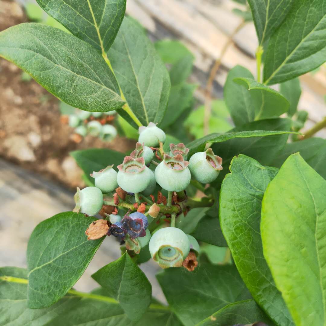 蓝莓苗价格、伊丽莎白蓝莓苗供应