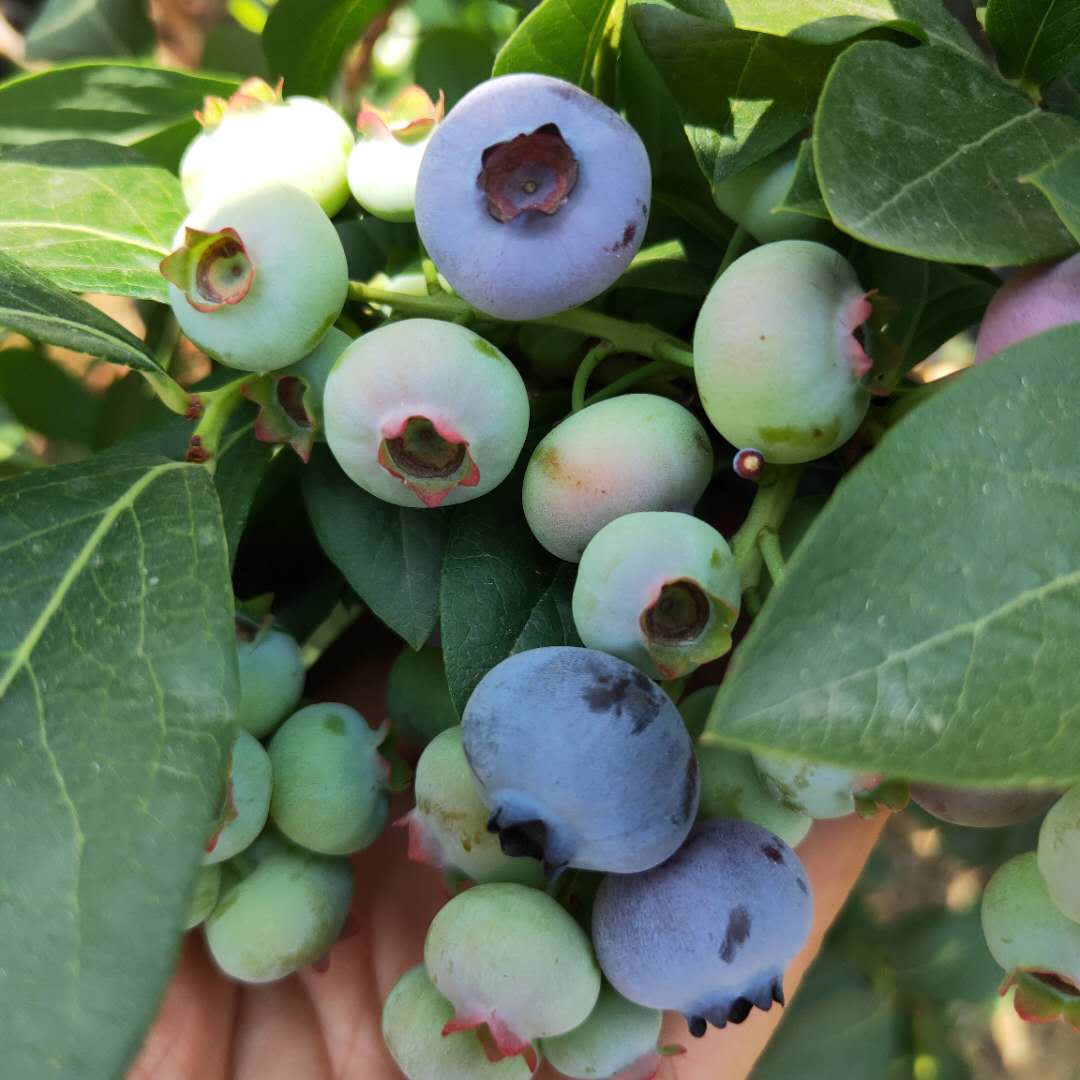 3年公爵蓝莓苗基地批发  布莱登蓝莓苗自产自销