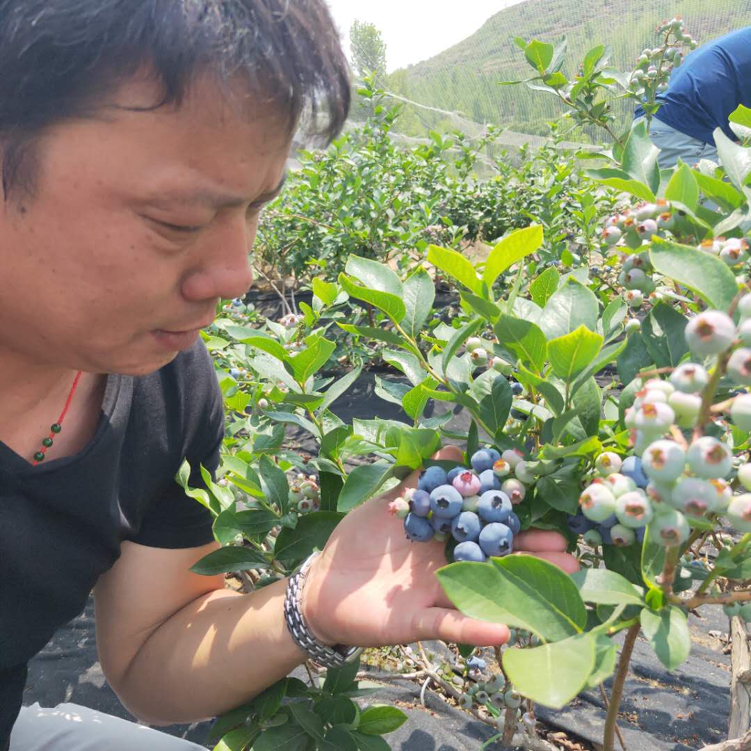 綠寶石藍(lán)莓苗信息推薦 高叢藍(lán)莓苗產(chǎn)品展示