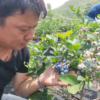 艾文藍藍莓苗基地服務。鑫奧農業(yè)歡迎你