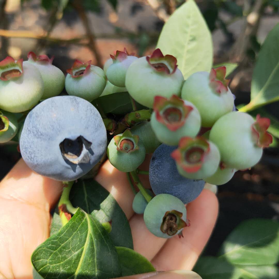 斯巴坦蓝莓苗品种 莱克西蓝莓苗全国发货