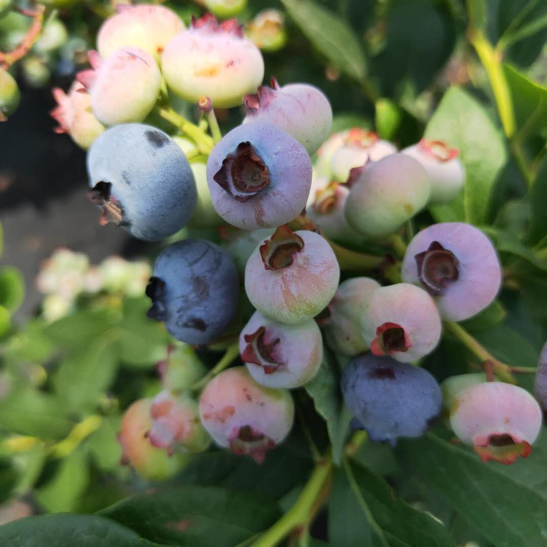 布莱登蓝莓苗剪修介绍，蓝莓苗基地欢迎你