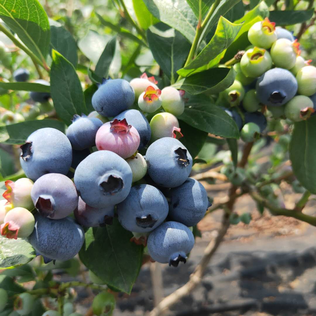 3年晚蓝蓝莓苗基地批发  迪克西蓝莓苗