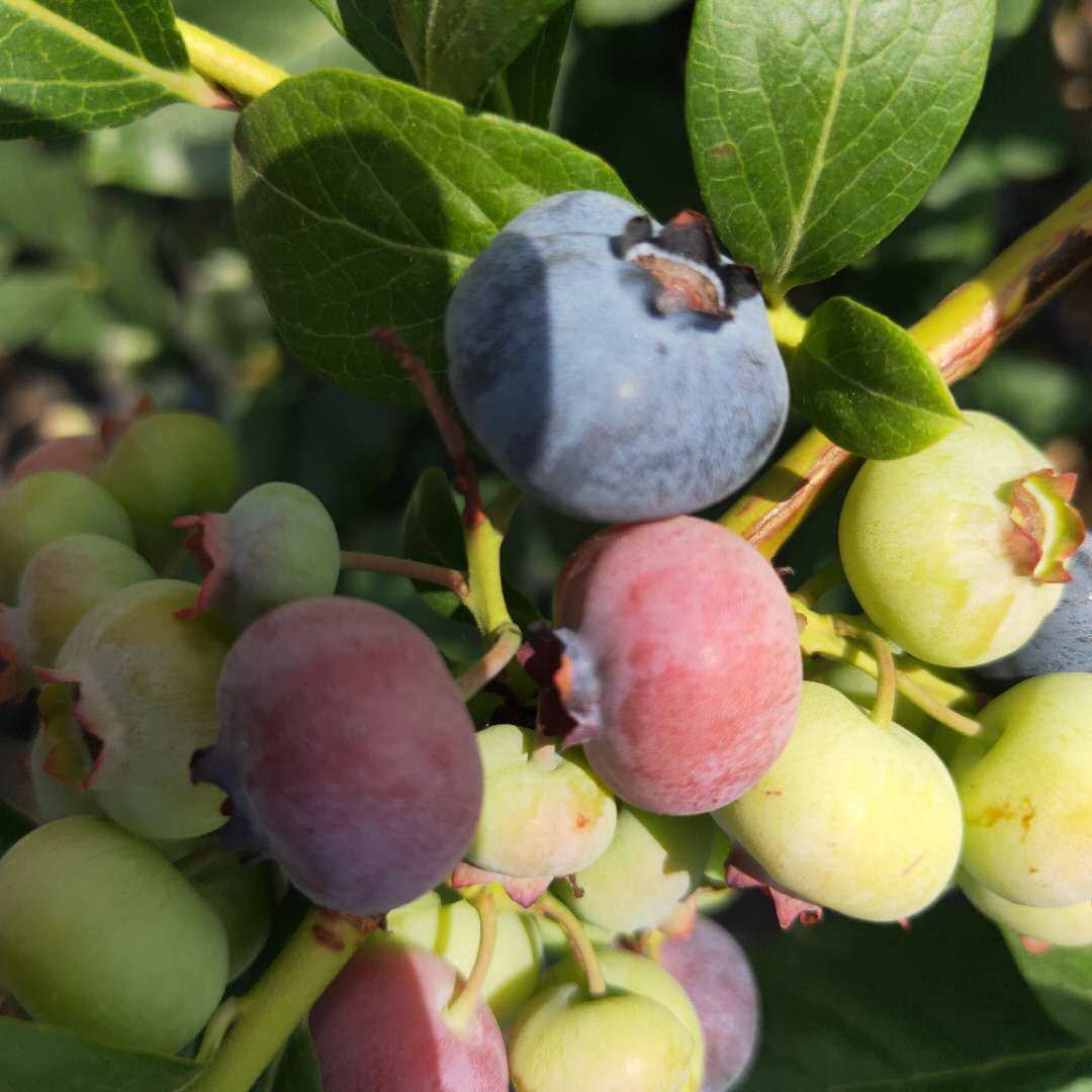 布莱登蓝莓苗批发价格，蓝莓苗基地欢迎你