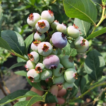 迪克西蓝莓苗随时发货卡拉蓝莓苗适应性强