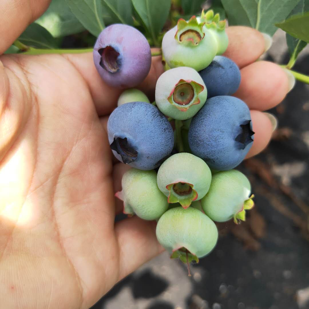 布莱登蓝莓苗批发价格，蓝莓苗基地欢迎你