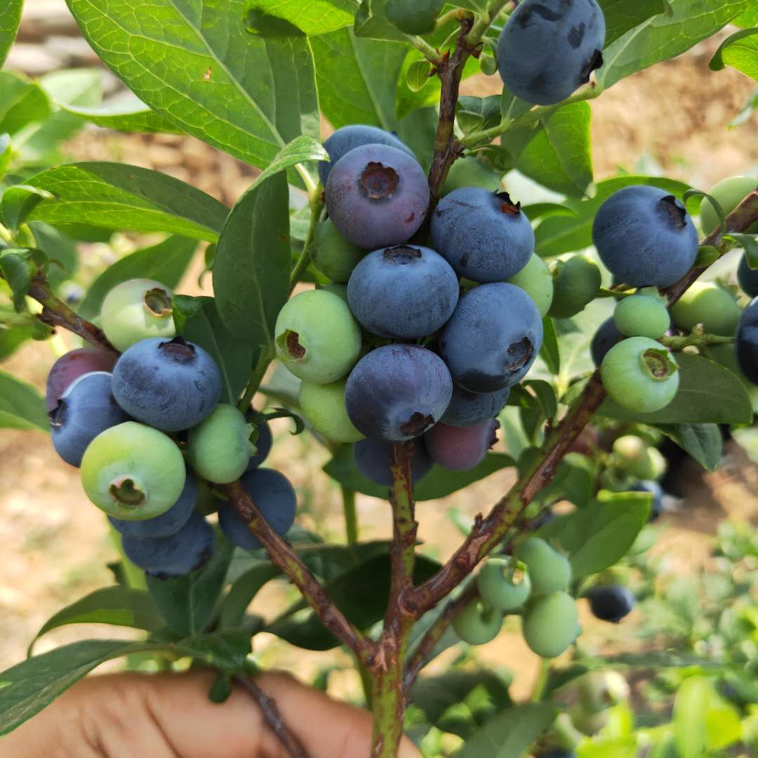 杜克蓝莓苗种植方法，蓝莓苗基地欢迎你