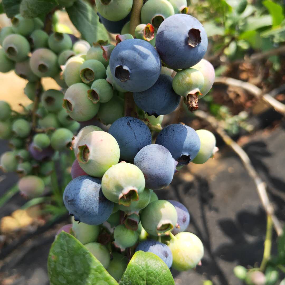 火花蓝莓苗品种介绍 瑞卡蓝莓苗高产技术